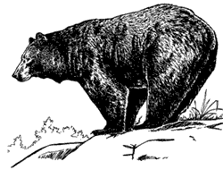 black_bear_bw_drawing