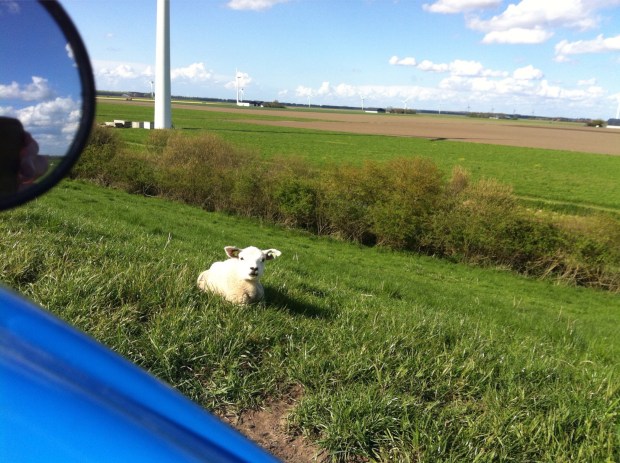 Lammetje op de Knardijk