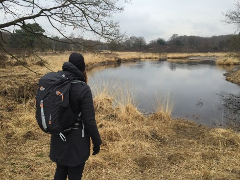 Vennen in nationaal park De Meinweg