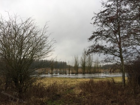 Stille Kern van het Horsterwold bij Zeewolde